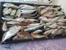 Καθετή, Σαρωνικός, 2012-06-03