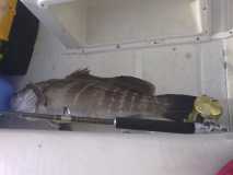 Bigfishing  Σφυριδα Σαρωνικού
